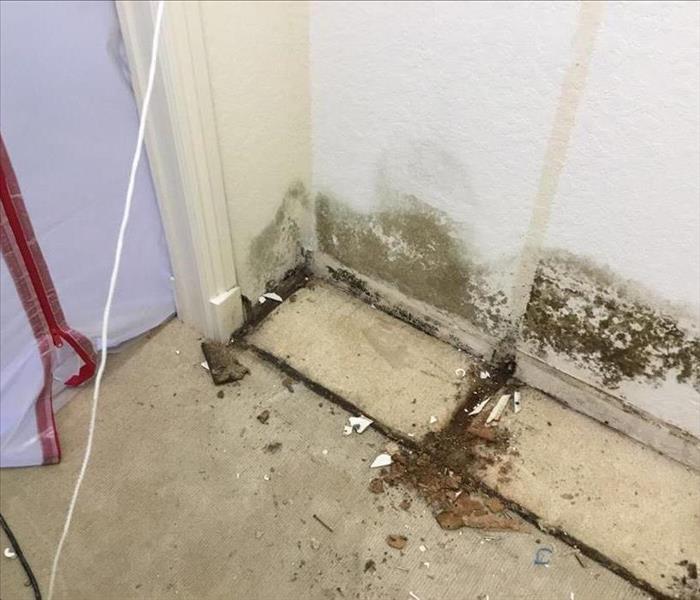 Mold Formation in a Delray Beach Bedroom Closet SERVPRO