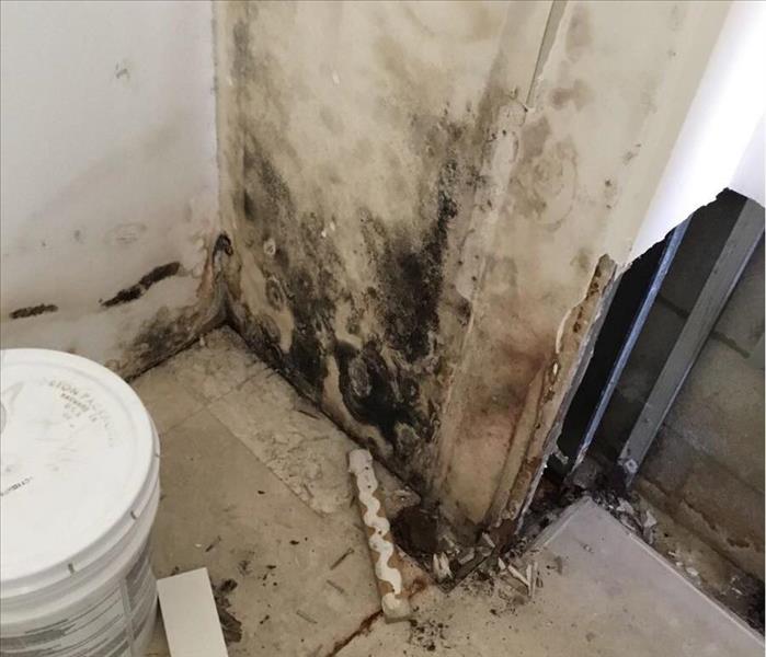 Mold growth from a leak in Delray Beach, FL